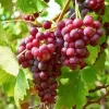 Flame Bunch Grape Vine - Red Grape Live Plant, 2 Year Old Vine, 2 Feet Tall, USDA Zones 6-10 - Image 1
