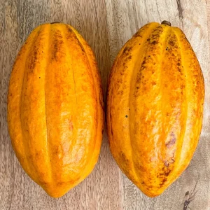 Forastero Cocoa Tree Live Plant - Theobroma Cacao Seedling, 10-13 inch, Potted - Image 3