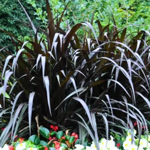 Fountain Grass Live Plant 3-Pack – White Ornamental Grass, 5-9 Inch Tall Perennial - Image 2