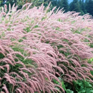 Fountain Grass Live Plant 3-Pack – White Ornamental Grass, 5-9 Inch Tall Perennial - Image 3