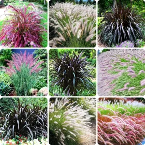 Fountain Grass Live Plant 3-Pack – White Ornamental Grass, 5-9 Inch Tall Perennial - Image 4