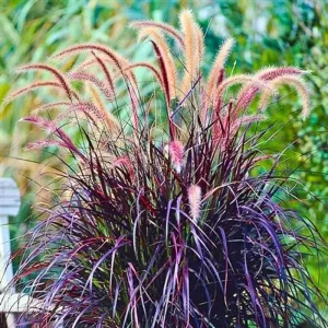 Fountain Grass Live Plant 3-Pack – White Ornamental Grass, 5-9 Inch Tall Perennial - Image 5
