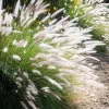 Fountain Grass Live Plant 3-Pack – White Ornamental Grass, 5-9 Inch Tall Perennial - Image 1