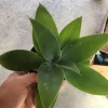 Foxtail Agave Attenuata 4-inch Cutting & 2 Mystery Succulents Live Plant Bundle - Image 1