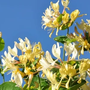 Fragrant Honeysuckle Live Plants, Set of 2, 8-12 Inches Tall, Outdoor Vine - Image 7