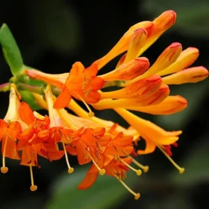 Fragrant Mandarin Honeysuckle Live Vine - Climbing Perennial Plant, 5-10 Inches Tall - Image 3