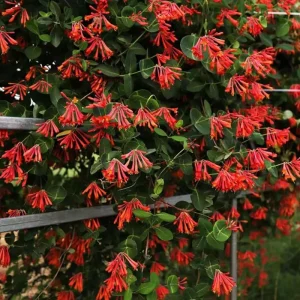 Fragrant Pink Yellow Climbing Honeysuckle Live Vine Plant, 5-9 Inches Tall - Image 2