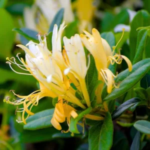 Fragrant Pink Yellow Climbing Honeysuckle Live Vine Plant, 5-9 Inches Tall - Image 1