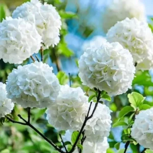 Fragrant Viburnum Live Plant Shrub, 6-12