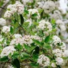 Fragrant Viburnum Live Plant Shrub, 6-12" Tall, Spring Blooms - Image 1