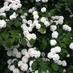 Fragrant Viburnum Live Plant Shrub, 6-12
