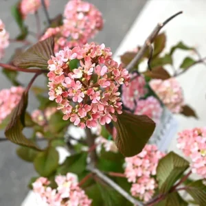 Fragrant Viburnum Live Plant Shrub, 6-12