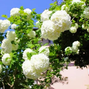 Fragrant Viburnum Live Plant Shrub, 6-12