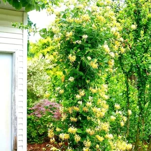 Fragrant Yellow White Climbing Honeysuckle Live Vine Plant, 5-10 Inches Tall, Outdoor - Image 1