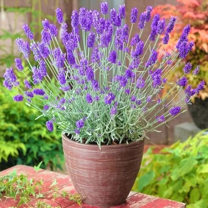 French Lavender Live Plant – 5-9" Tall – Fragrant Purple Blooms – Indoor/Outdoor - Image 4
