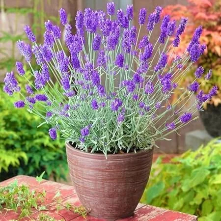 French Lavender Live Plant – 5-9" Tall – Fragrant Purple Blooms – Indoor/Outdoor - Image 5