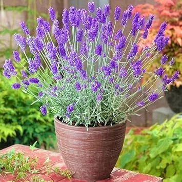 French Lavender Live Plant – 5-9" Tall – Fragrant Purple Blooms – Indoor/Outdoor - Image 6