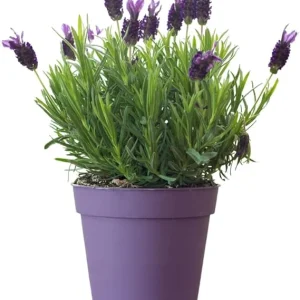 French Lavender Live Plant - Purple Blooms, Cold Hardy, 4-7 Inches Tall - Image 2