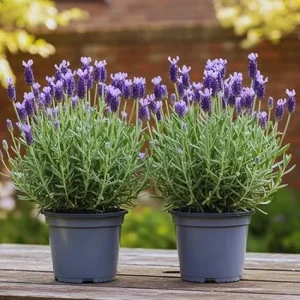 French Lavender Live Plants - 2 Pack, 4-6 Inch Tall Perennial Flowers for Outdoor & Indoor - Image 3