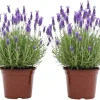 French Lavender Live Plants - 2 Pack, 4 Inch Potted, Outdoor/Indoor Fragrant Herb - Image 1
