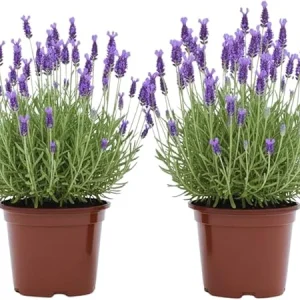 French Lavender Live Plants - 2 Pack, 4 Inch Potted, Outdoor/Indoor Fragrant Herb - Image 7