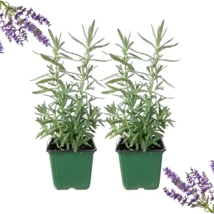 French Lavender Live Plants, Set of 2, 4