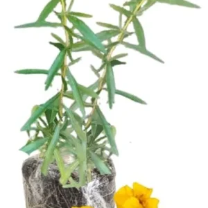 French Tarragon Live Plant Plug - 3 to 5 Inches Tall - Outdoor Herb - Image 4