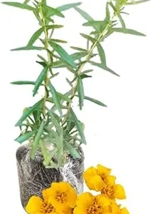 French Tarragon Live Plant Plug - 3 to 5 Inches Tall - Outdoor Herb - Image 5