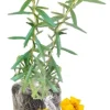 French Tarragon Live Plant Plug - 3 to 5 Inches Tall - Outdoor Herb - Image 1
