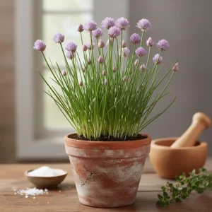 Fresh Herb Cuttings & Rooted Plants - Rosemary, Lavender, Chives, Oregano, Citronella, Sage, Thyme - 62 pc Bundle - Image 4