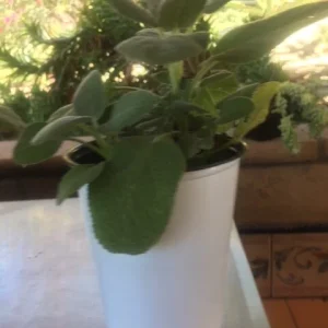 Fresh Sage Leaves – Naturally Grown Culinary Herb for Cooking & Tea - Image 2