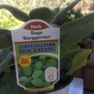 Fresh Sage Leaves – Naturally Grown Culinary Herb for Cooking & Tea - Image 3