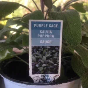 Fresh Sage Leaves – Naturally Grown Culinary Herb for Cooking & Tea - Image 4