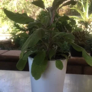 Fresh Sage Leaves – Naturally Grown Culinary Herb for Cooking & Tea - Image 1