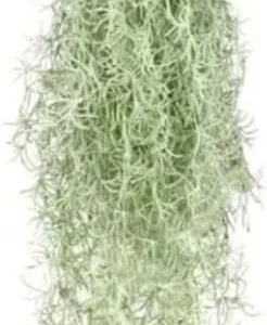 Fresh Spanish Moss Live Air Plant Tillandsia - 1 Clump, 10