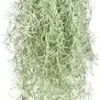 Fresh Spanish Moss Live Air Plant Tillandsia - 1 Clump, 10" Long for Decor - Image 1