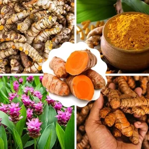 Fresh Turmeric Roots for Planting, 1 Lb Golden Rhizomes, Raw Yellow Curcuma Longa, Live Turmeric Bulbs - Image 6