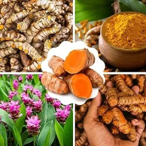 Fresh Turmeric Roots for Planting, 1 Lb Golden Rhizomes, Raw Yellow Curcuma Longa, Live Turmeric Bulbs - Image 7