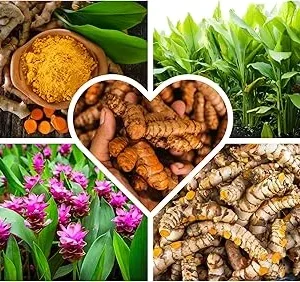 Fresh Turmeric Roots for Planting – 1Lb Raw Yellow Rhizomes – Live Plant – Indoor/Outdoor - Image 2