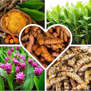Fresh Turmeric Roots for Planting – 1Lb Raw Yellow Rhizomes – Live Plant – Indoor/Outdoor - Image 4