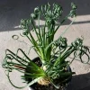 Frizzle Sizzle Albuca Plant Live 3.5 Inch Pot - Rare Spiraling Succulent Indoor - Image 1