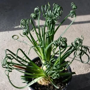 Frizzle Sizzle Albuca Plant Live 3.5 Inch Pot - Rare Spiraling Succulent Indoor - Image 1