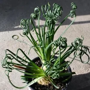 Frizzle Sizzle Albuca Plant Live 3.5 Inch Pot - Rare Spiraling Succulent Indoor - Image 3