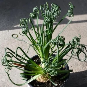 Frizzle Sizzle Albuca Plant Live 3.5 Inch Pot - Rare Spiraling Succulent Indoor - Image 5