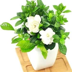 Frostproof Gardenia Jasmine Live Plants, Set of 3, 5-7 Inches Long, Indoor/Outdoor - Image 1