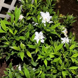 Frostproof Gardenia Jasminoides Live Plant – Double White Jasmine Bush – 5-8 Inch Tall - Image 2