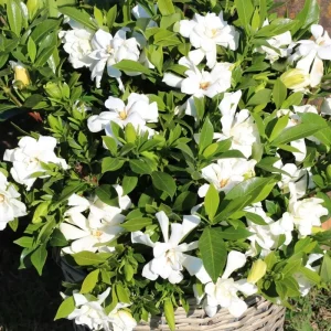 Frostproof Gardenia Jasminoides Live Plant – Double White Jasmine Bush – 5-8 Inch Tall - Image 4
