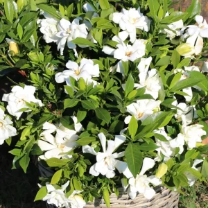 Frostproof Gardenia Jasminoides Live Plant - Double White Flowers, 5-8 Inch Tall, Set of 2 - Image 4