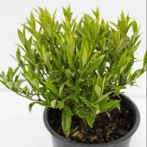 Frostproof Gardenia Jasminoides Live Plant - Double White Flowers, 5-8 Inch Tall, Set of 2 - Image 5