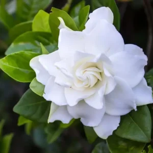 Frostproof Gardenia Jasminoides Live Plant – Double White Jasmine Bush – 5-8 Inch Tall - Image 6